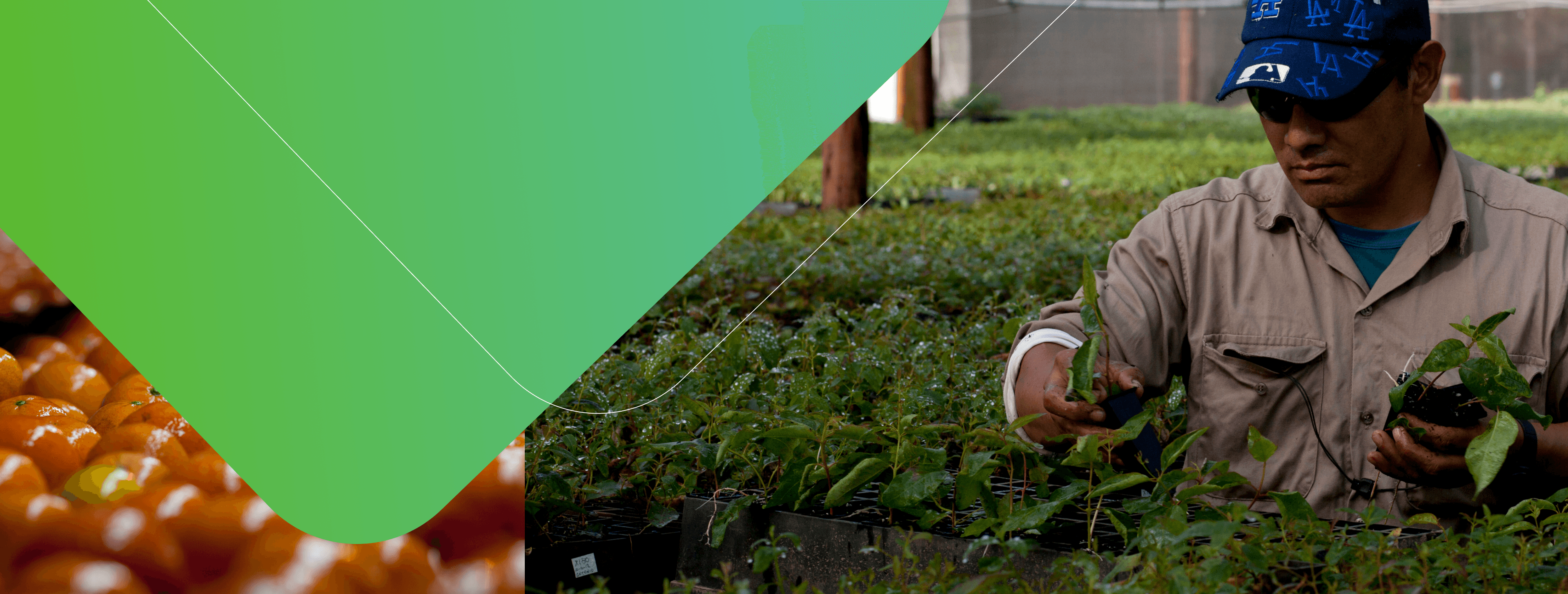 Agricultor trabajando en el campo